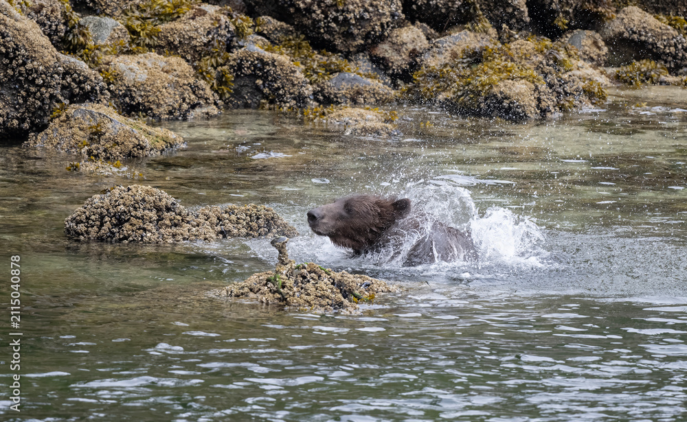 Naklejka premium Coastal Brown Bear Shaking Off Water