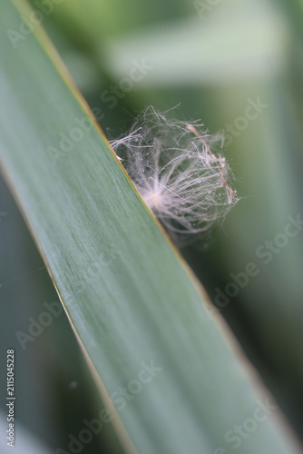 Quadro su tela A delicate dandelion seed floats gently on a vibrant green leaf, showcasing nature's intricate beauty