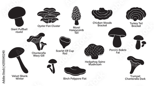 Collection of wild mushroom silhouettes for botanical identification.