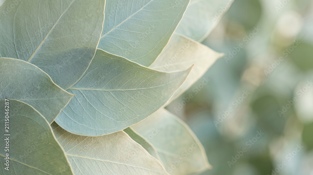 Obraz premium Close-up of eucalyptus leaf surfaces with green texture
