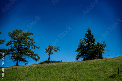 La forêt alpine offre un spectacle saisissant de mélèze vert s'élevant vers un ciel nuageux et dramatique.