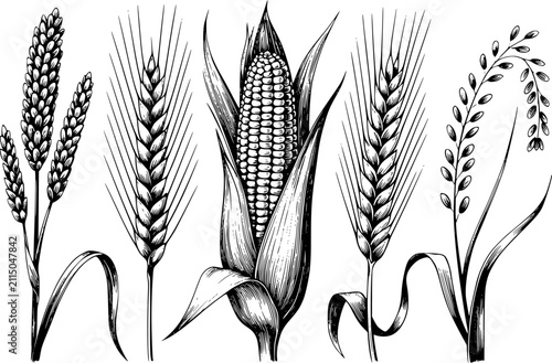 Foto Conjunto dibujado a mano de varios cultivos de cereales agrícolas que incluyen t