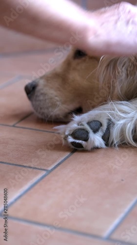 Veterinarian examining metacarpal pad on Golden Retriever front paw
