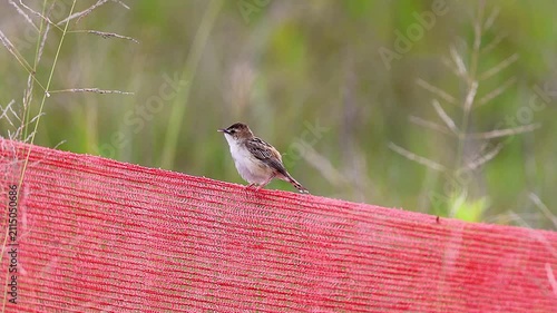 Zitting cisticola fledgling preening and calling with audio Japan