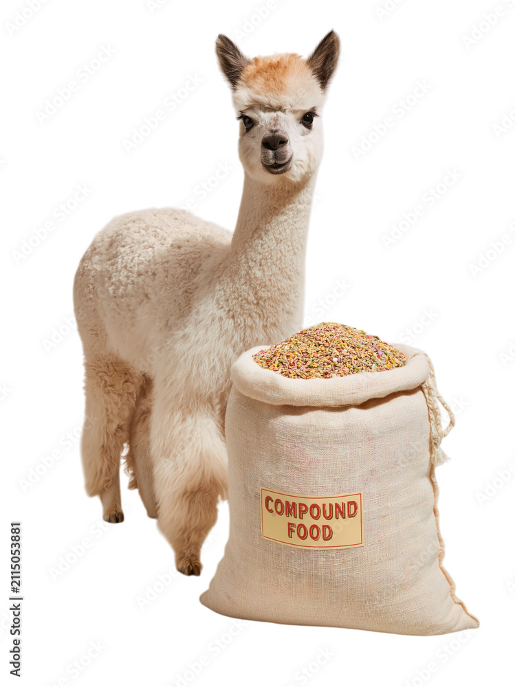 Fototapeta premium Alpaca standing next to sack of colorful feed