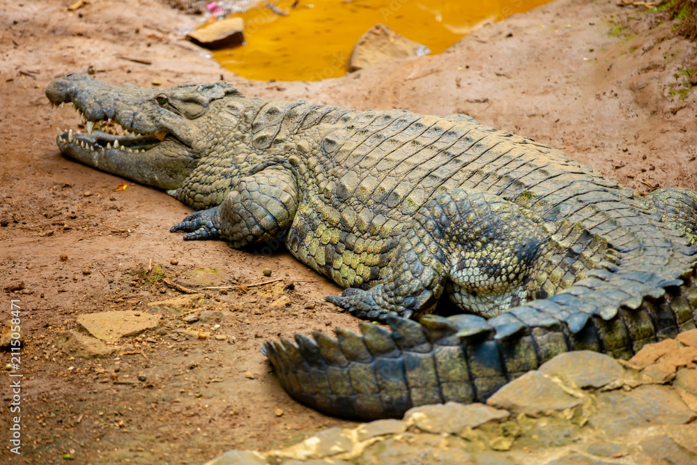 Fototapeta premium Crocodiles in nature swim in the lake. Many predators lie on the banks of the river, basking in the sun. Close-up of a crocodile.