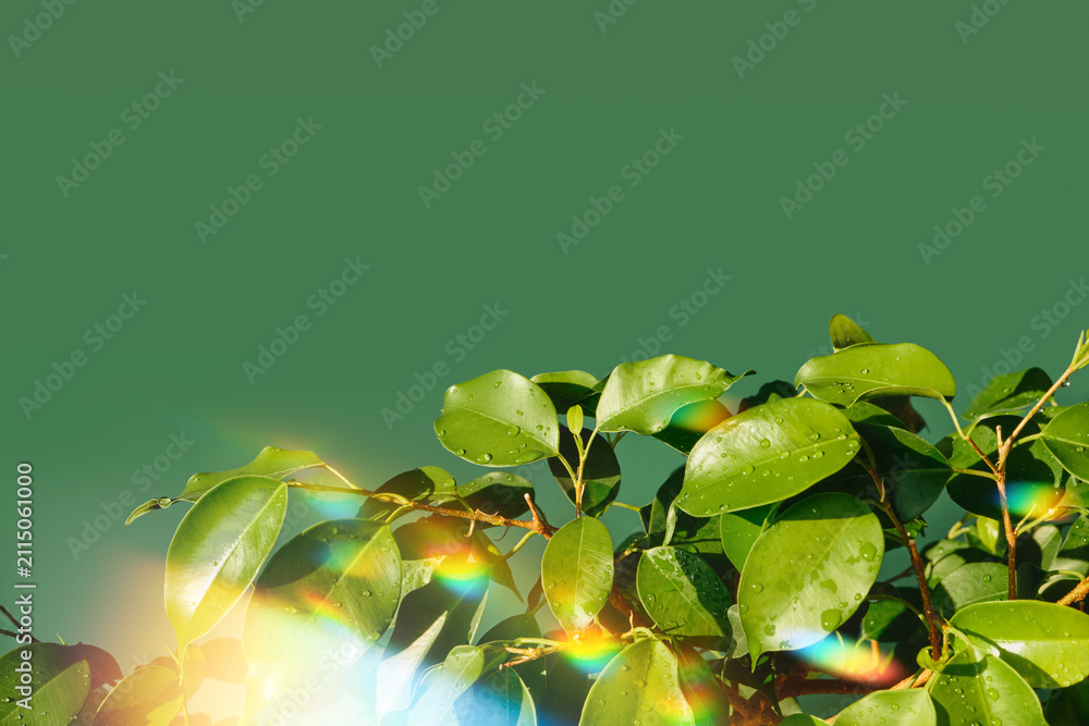 Obraz premium Green leaves with dewdrops reflecting sunlight against solid green background