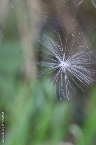 Canvas Print A delicate dandelion seed adrift in a spider web, with a soft green blurred back