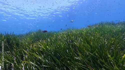 Green posidonia seaweed field - Nature underwater