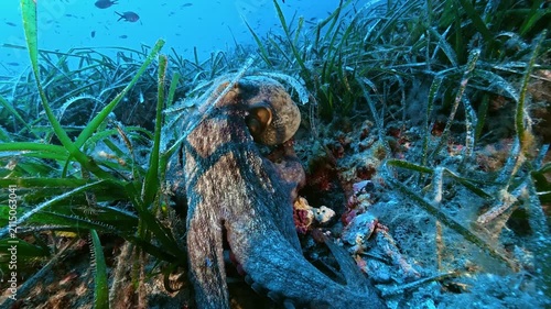 Marine life - Mediterranean common octopus close to the camera