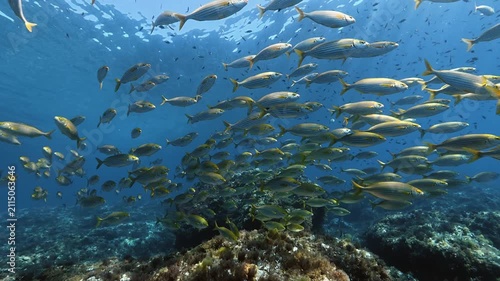 Underwater scene - Crystal clear shot of a salema porgy fish school 
