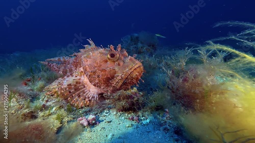 Mediterranean red scorpion fish perfectly stiil at the seabed - Sea life