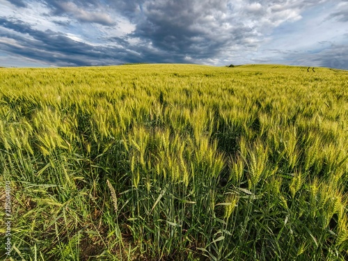 Cuadro en lienzo Rural landscape with wheat field on sunset
