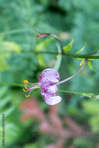 Obraz na plátně Close-up of a blooming purple Martagon lily flower in nature with blurry green b