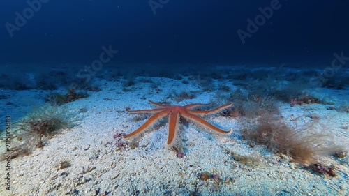 Undersea life - Red starfish walking over a sand seabed