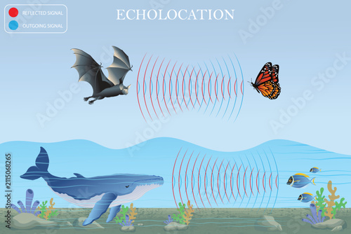 Echolocation Concept Illustration Showing Bat and Whale Using Sound Waves for Navigation and Prey Detection Vector Diagram.