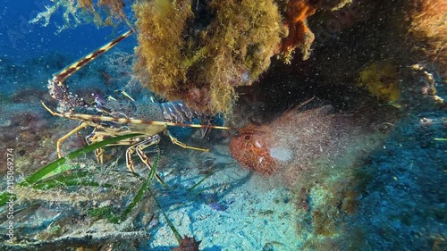 Marine life - Lobster and a red scorpion fish together in a underwater scene