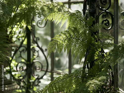Lush dark green fern leaves with intricate iron gate in a tranquil botanical garden under sunlight filtering