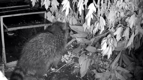 Junger Waschbär, Procyon lotor nachts im Garten an der Wildtierfalle, nießen, Neugier, Nachtaufnahme
