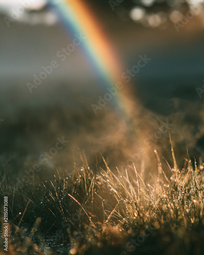 Morning dew on grass in a misty rainbow sunset sky landscape, serene nature field with sunlight light rays