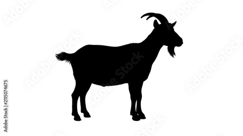 Fotografi Black goat standing in profile a dark silhouette