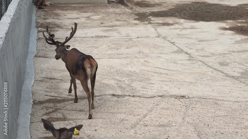 Red deer stag with large antlers walking in zoo enclosure, male buck roaming outdoors, captive wildlife footage