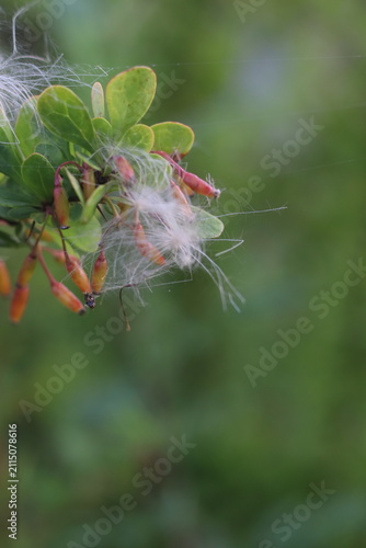Quadro su tela Close-up of a branch with small green leaves, seed pods, and fluffy white seed d