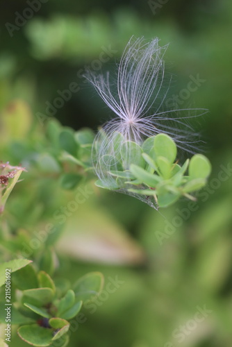 A delicate dandelion seed head rests on a vibrant green bush, its feathery structures catching the light. The shallow depth of field blurs the background.