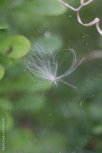A delicate feather floats gracefully in the air, its fine strands catching the light against a softly blurred green background, evoking a sense of lightness and tranquility