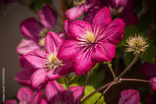 Close-up of vibrant pink clematis flowers in full bloom, ornamental climbing plant with colorful blossoms in a garden