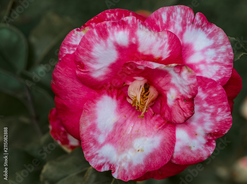 variegated camellia flower with striking pink and white marbled petals in full bloom, close-up macro shot revealing delicate stamens and intricate petal patterns against a soft green background