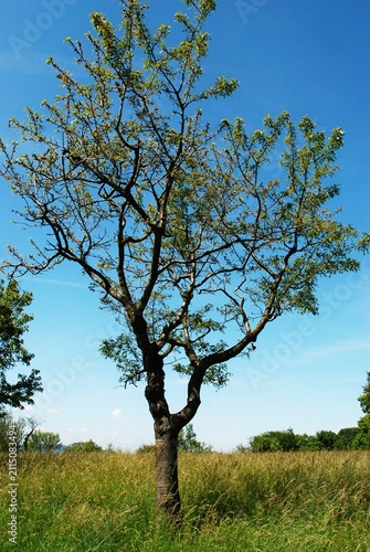 Die Blätter eines Kirschbaumes wurden von Larven fast vollständig abgenagt.