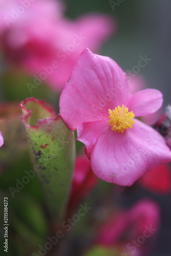 Close up of a delicate pink flower with a yellow center and green leaves. The flower petals are soft and slightly translucent, with a gentle bloom.