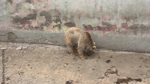 Captive Syrian Brown Bear Eating Food Off Concrete Floor Near Weathered Wall In Rescue Shelter Zoo Enclosure