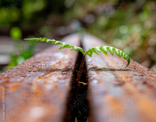 young fern growing through a crack in rusted steel