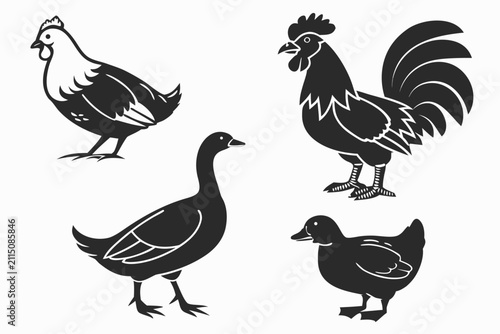 Set of five black and white farm birds standing side by side