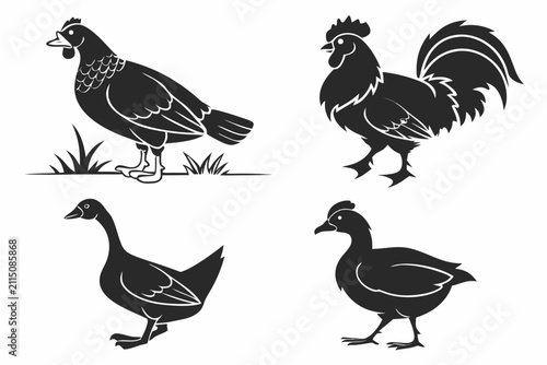 Four black and white farm birds standing on grass