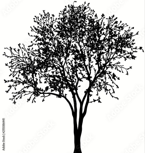 Black Tree Silhouette Isolated on White Background Vector.