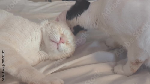 Calico Cat Grooming Licking White Cat On Bed Horizontal 4K Footage Affectionate Feline Bonding Indoor Pet Interaction Domestic Animal Candid Video