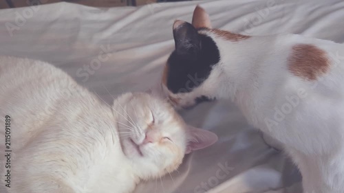 Calico Cat Grooming Licking White Cat On Bed Horizontal 4K Footage Affectionate Feline Bonding Indoor Pet Interaction Domestic Animal Candid Video
