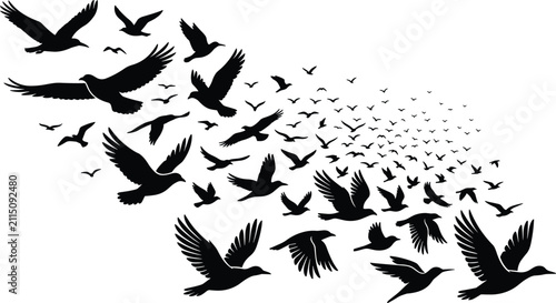 Fotografía Flock of birds flying in sky black silhouette vector illustration featuring migr