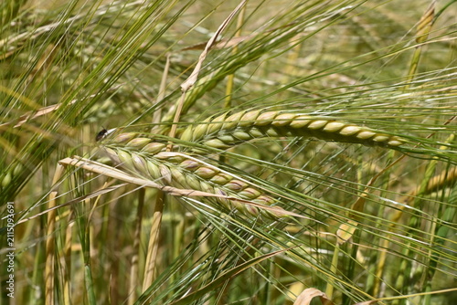 Gerstenähre auf einem Sommerfeld