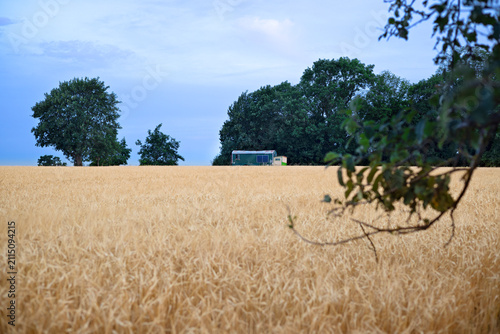 Golden wheat field with rural caravan and trees beneath a tranquil summer sky