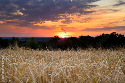 Golden wheat field at sunset beneath dramatic colorful summer clouds in rural countryside