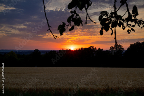 Golden sunset over wheat field framed by silhouetted tree branches under dramatic summer sky