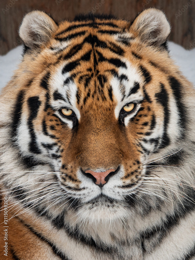 Obraz premium Powerful close-up portrait of a siberian tiger face in winter.