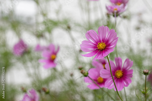 Garden cosmos (Cosmps bipinnatus). Pink flower with a soft natural background. Space for your text.