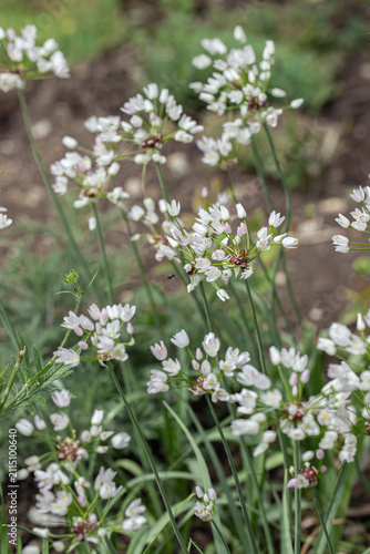 Rosy garlic (Allium roseum) grown in a herb garden. Edible wild garlic.