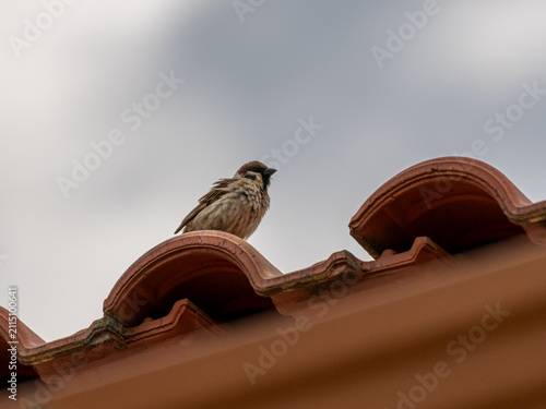 Sparrow Perched on a Traditional Tiled Roof