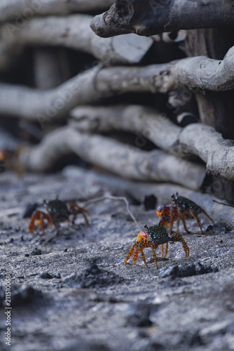 Obraz na plátně Marching Crabs